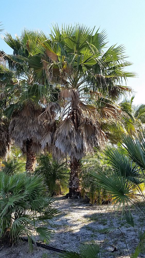 washingtonia-robusta-washington-palm-mexican-fan-palm