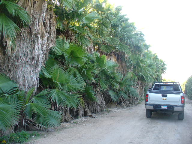 washingtonia-robusta-washington-palm-mexican-fan-palm