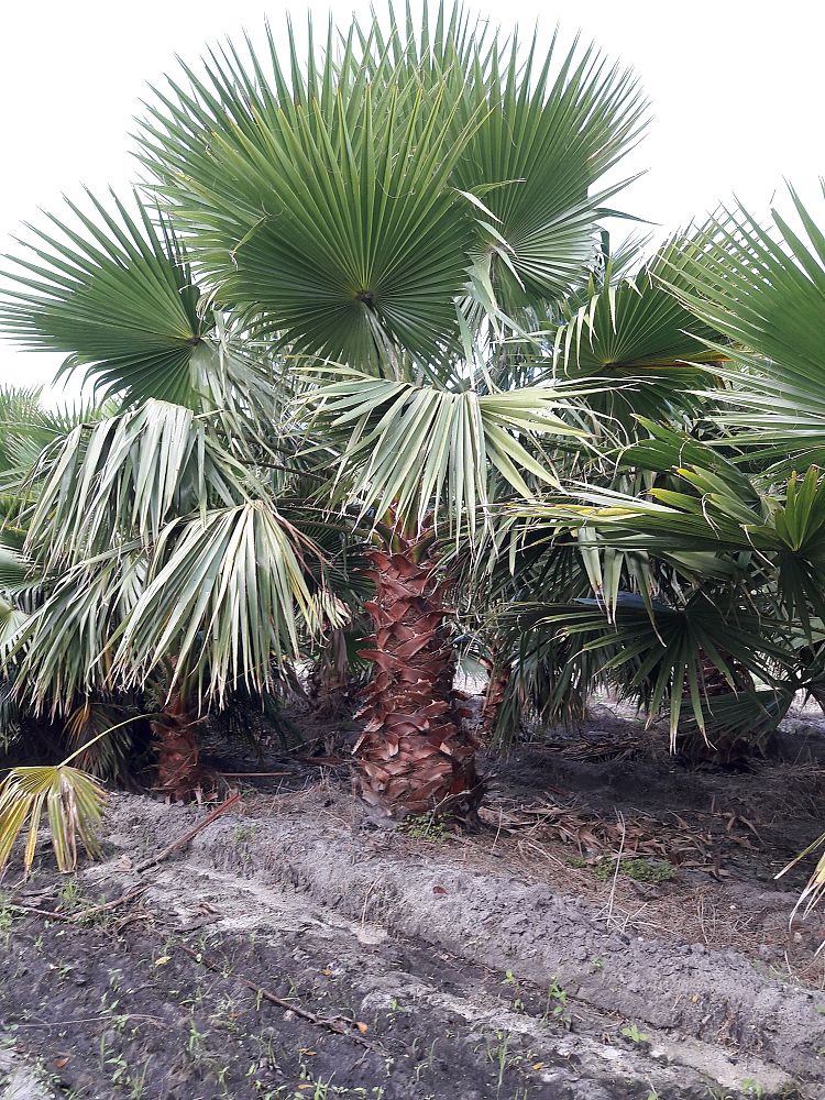 washingtonia-robusta-washington-palm-mexican-fan-palm