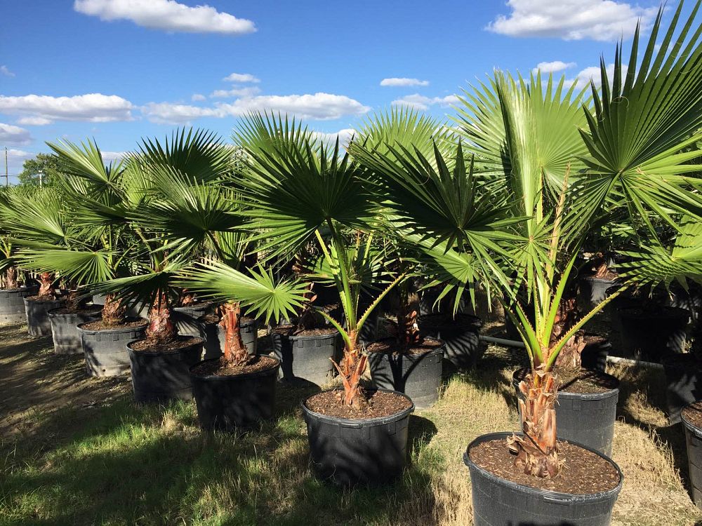 washingtonia-robusta-washington-palm-mexican-fan-palm