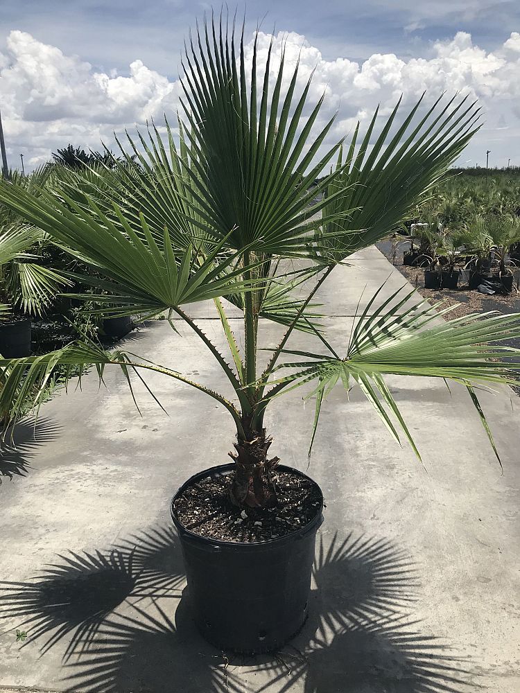 washingtonia-robusta-washington-palm-mexican-fan-palm
