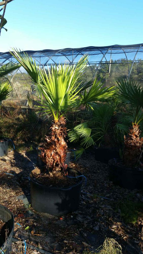 washingtonia-robusta-washington-palm-mexican-fan-palm