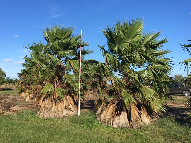 washingtonia-robusta-washington-palm-mexican-fan-palm