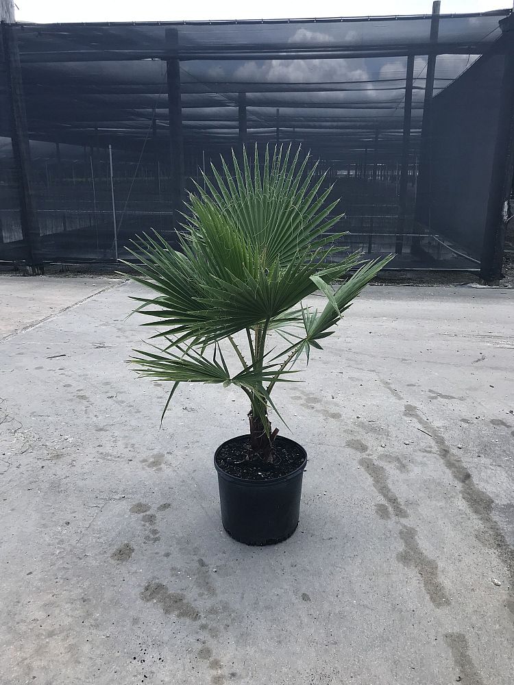 washingtonia-robusta-washington-palm-mexican-fan-palm