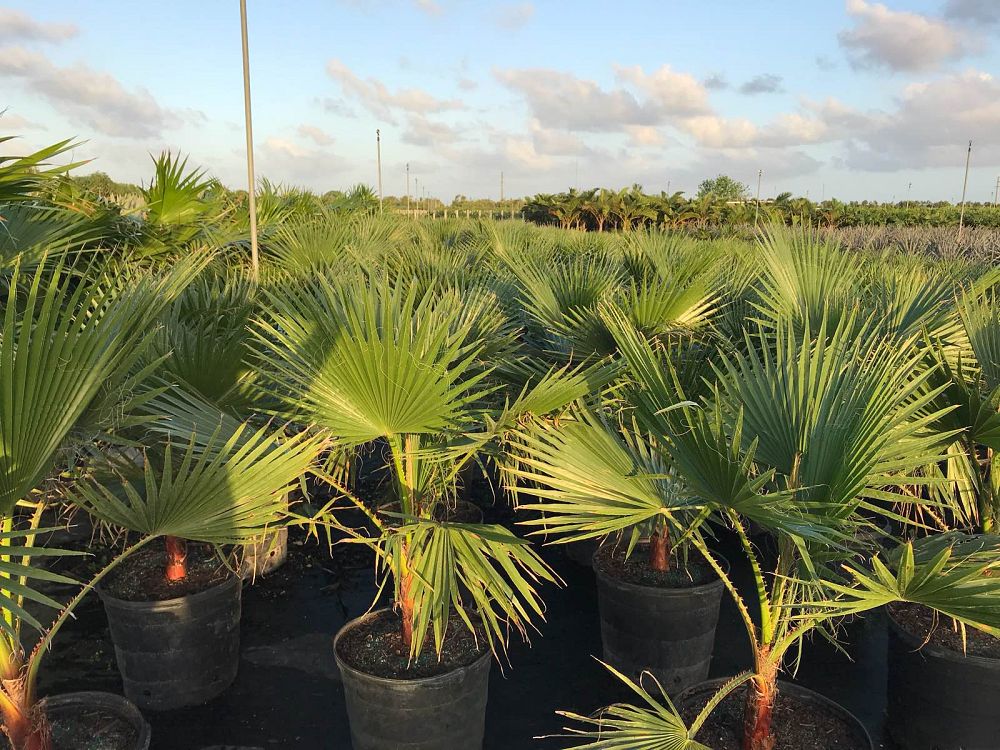 washingtonia-robusta-washington-palm-mexican-fan-palm