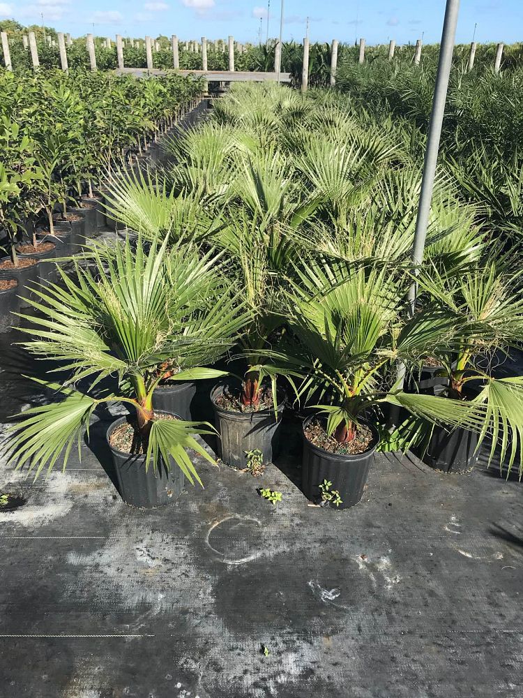 washingtonia-robusta-washington-palm-mexican-fan-palm