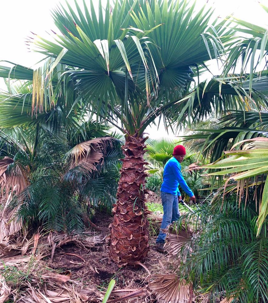 washingtonia-robusta-washington-palm-mexican-fan-palm