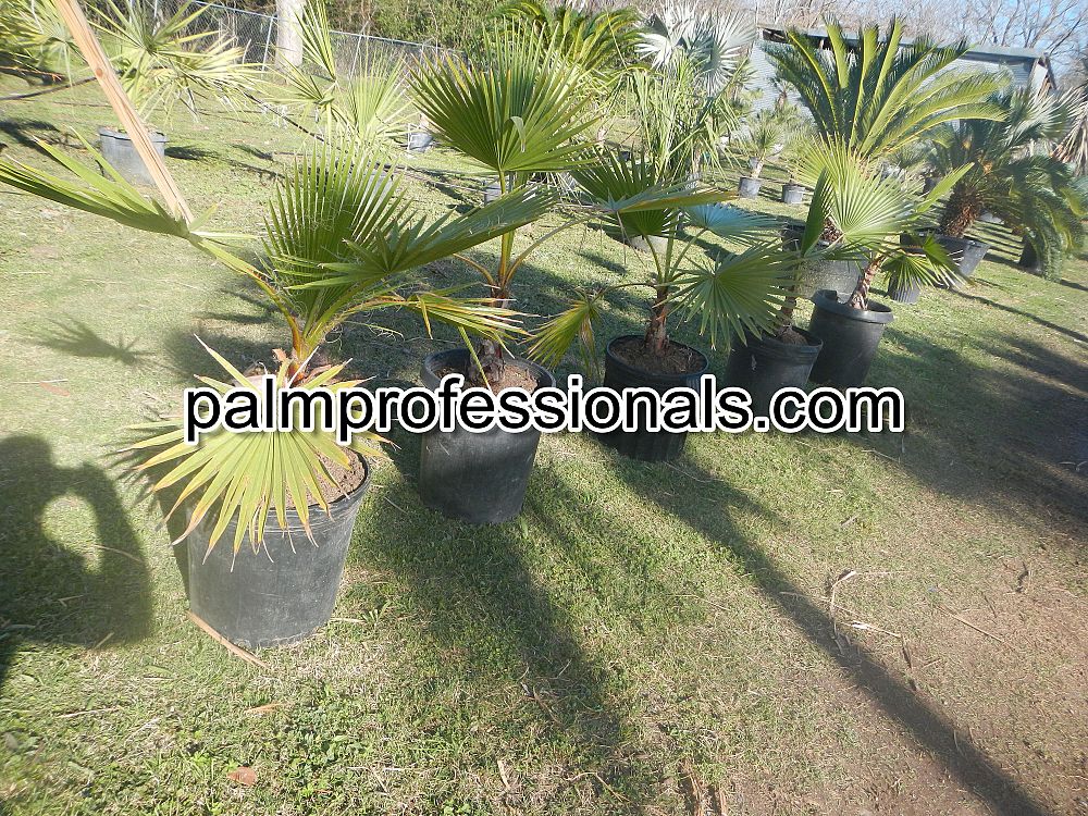washingtonia-robusta-washington-palm-mexican-fan-palm