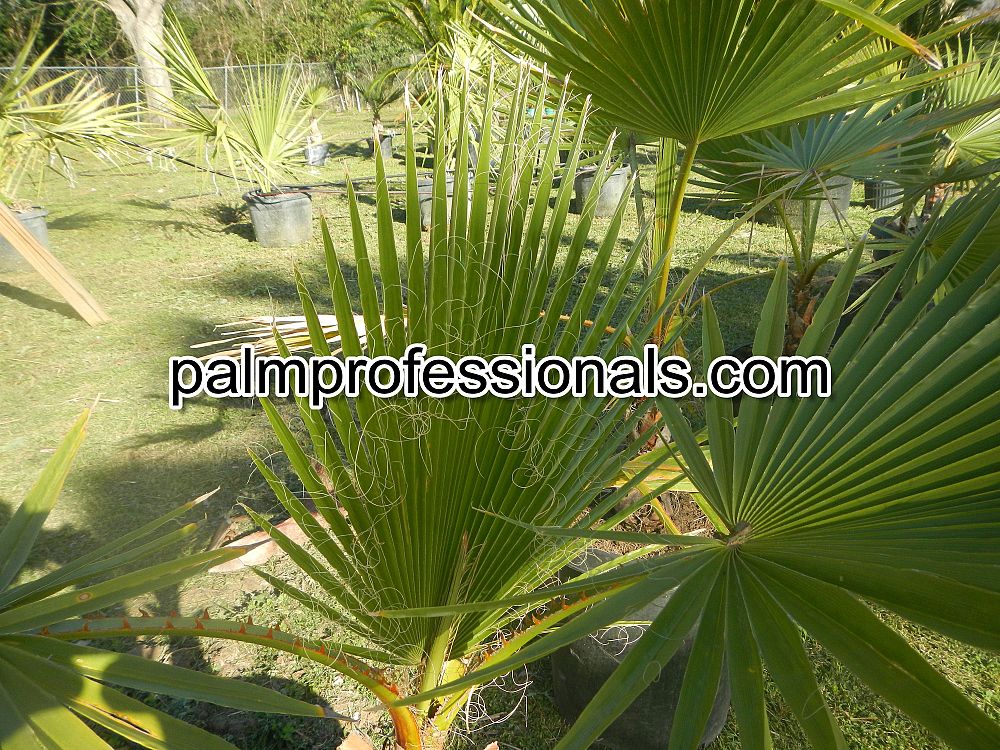 washingtonia-robusta-washington-palm-mexican-fan-palm