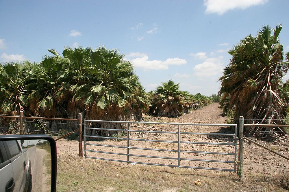 washingtonia-robusta-washington-palm-mexican-fan-palm
