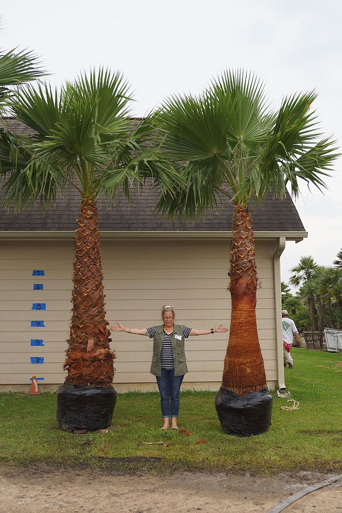 washingtonia-robusta-washington-palm-mexican-fan-palm