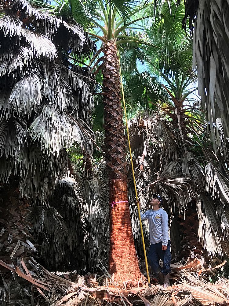 washingtonia-robusta-washington-palm-mexican-fan-palm