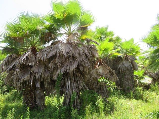 washingtonia-robusta-washington-palm-mexican-fan-palm