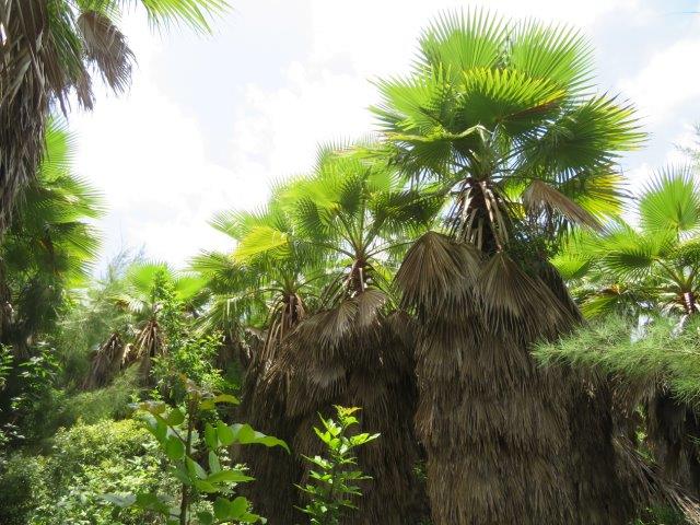 washingtonia-robusta-washington-palm-mexican-fan-palm