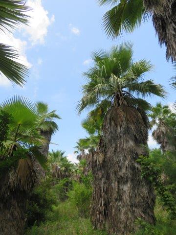 washingtonia-robusta-washington-palm-mexican-fan-palm