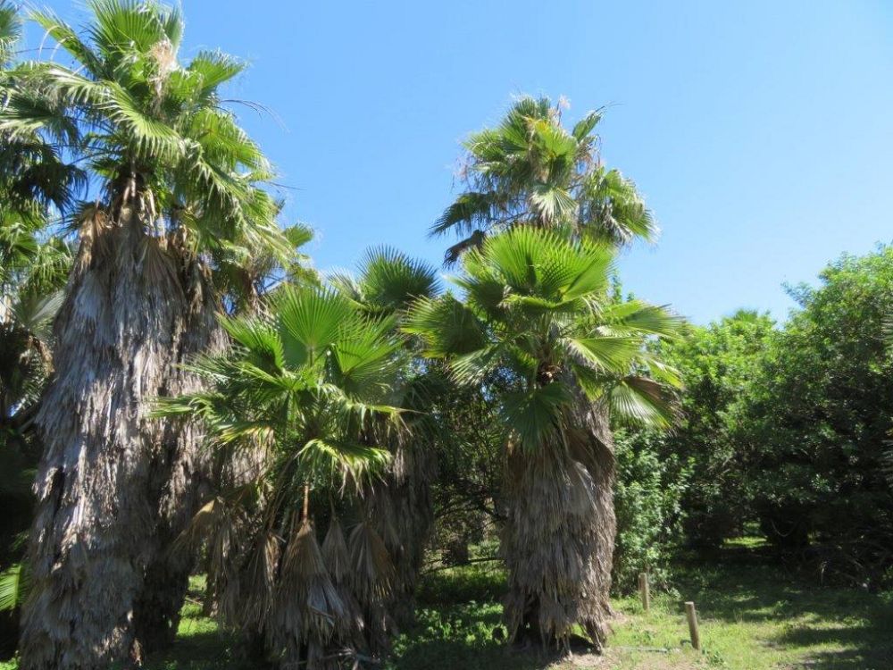 washingtonia-robusta-washington-palm-mexican-fan-palm