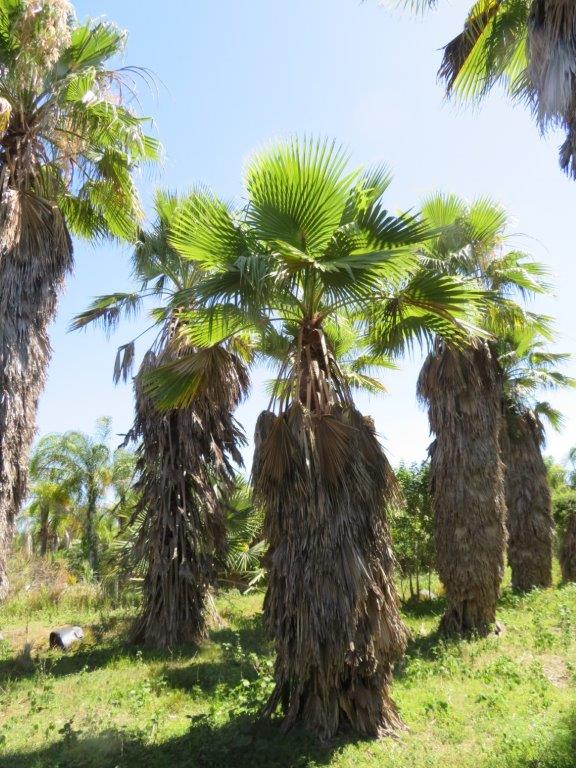washingtonia-robusta-washington-palm-mexican-fan-palm