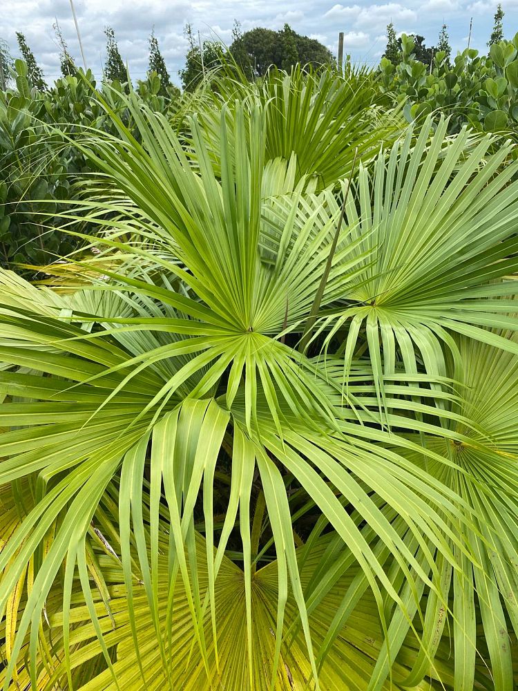 washingtonia-robusta-washington-palm-mexican-fan-palm