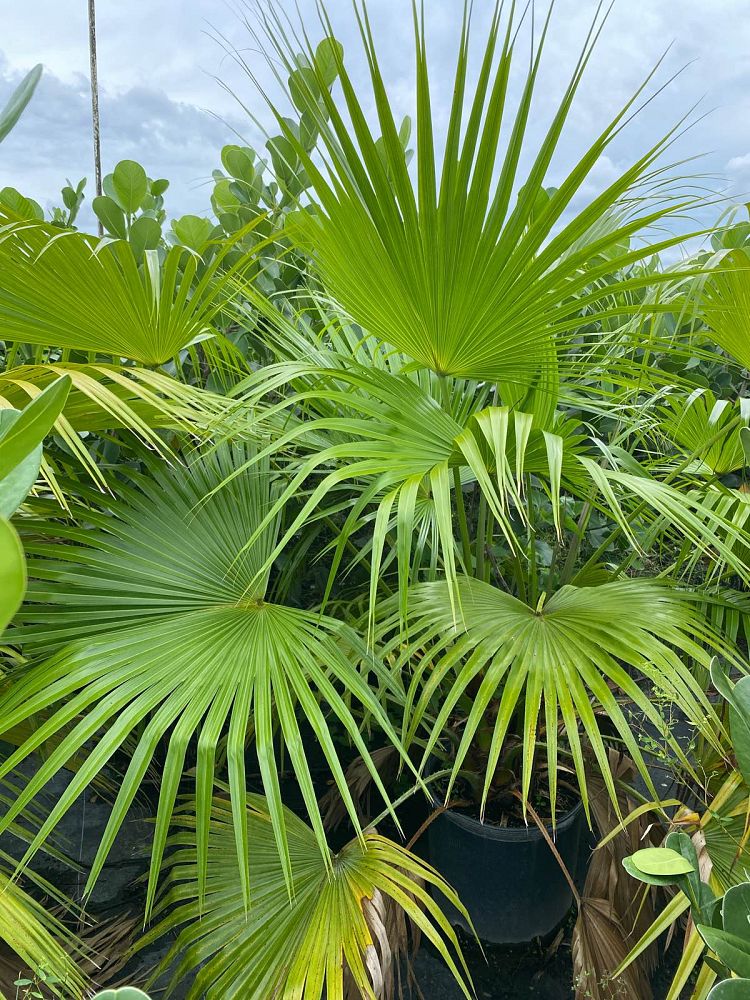washingtonia-robusta-washington-palm-mexican-fan-palm