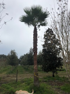 washingtonia-robusta-washington-palm-mexican-fan-palm