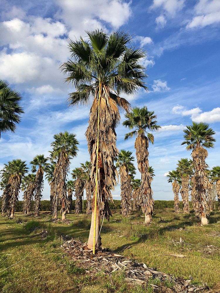 washingtonia-robusta-washington-palm-mexican-fan-palm