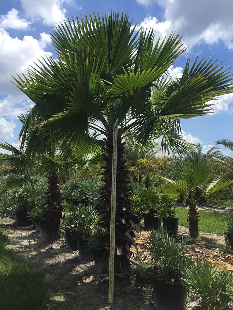 washingtonia-robusta-washington-palm-mexican-fan-palm