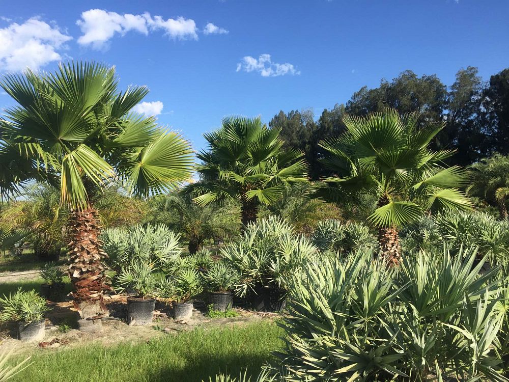 washingtonia-robusta-washington-palm-mexican-fan-palm