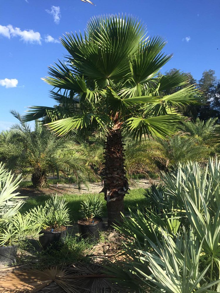 washingtonia-robusta-washington-palm-mexican-fan-palm