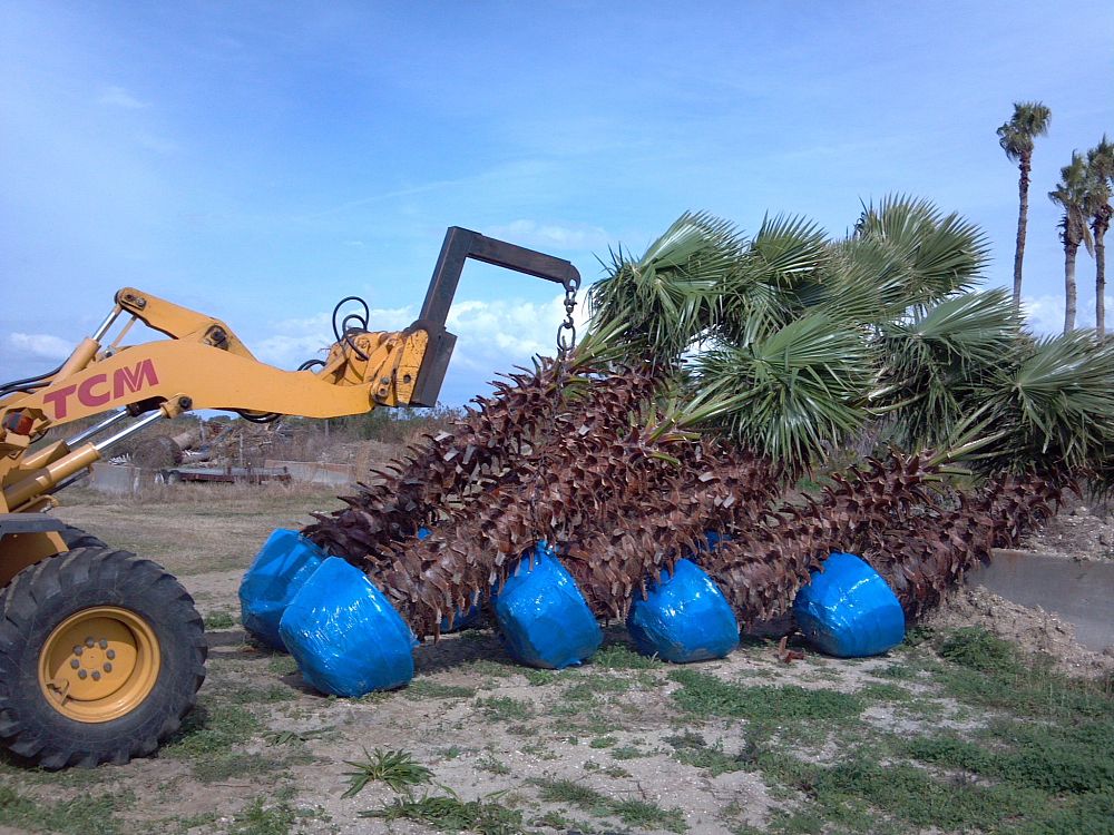 washingtonia-robusta-washington-palm-mexican-fan-palm