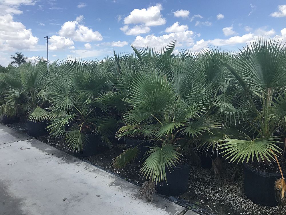washingtonia-robusta-washington-palm-mexican-fan-palm