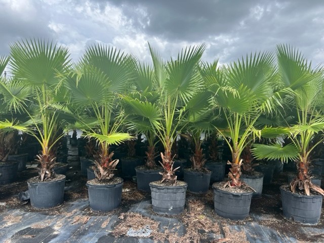 washingtonia-robusta-washington-palm-mexican-fan-palm
