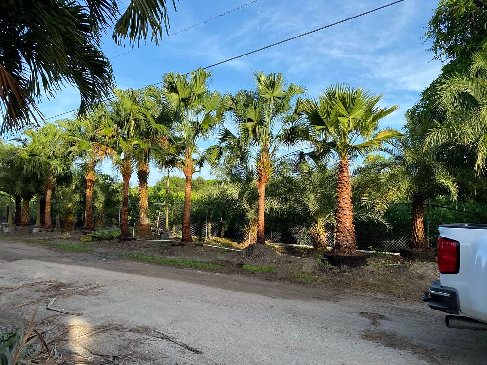 washingtonia-robusta-washington-palm-mexican-fan-palm