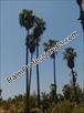 washingtonia-robusta-washington-palm-mexican-fan-palm