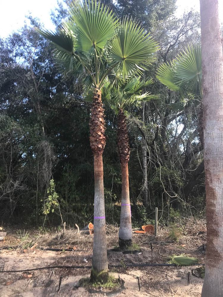 washingtonia-robusta-washington-palm-mexican-fan-palm