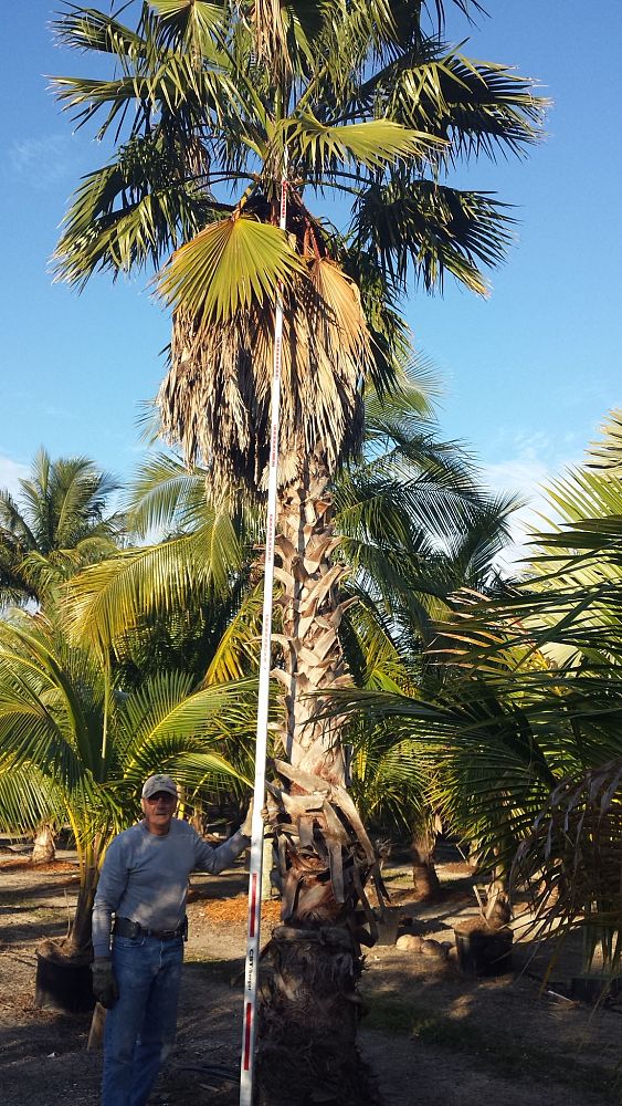 washingtonia-robusta-washington-palm-mexican-fan-palm