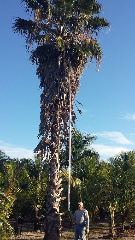 washingtonia-robusta-washington-palm-mexican-fan-palm