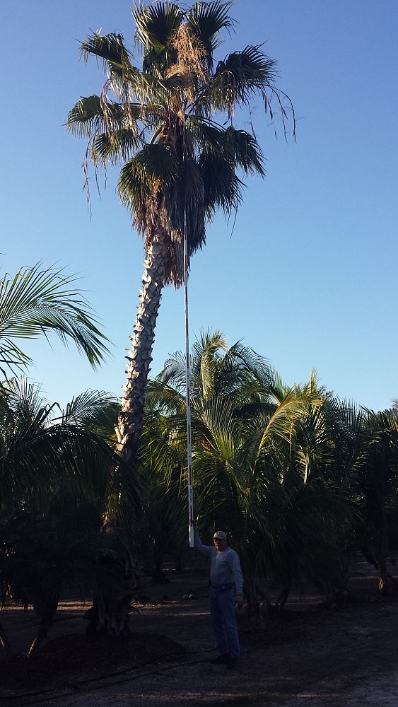 washingtonia-robusta-washington-palm-mexican-fan-palm