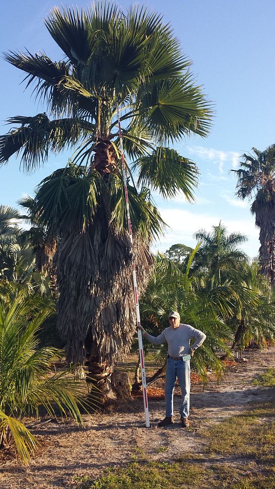 washingtonia-robusta-washington-palm-mexican-fan-palm
