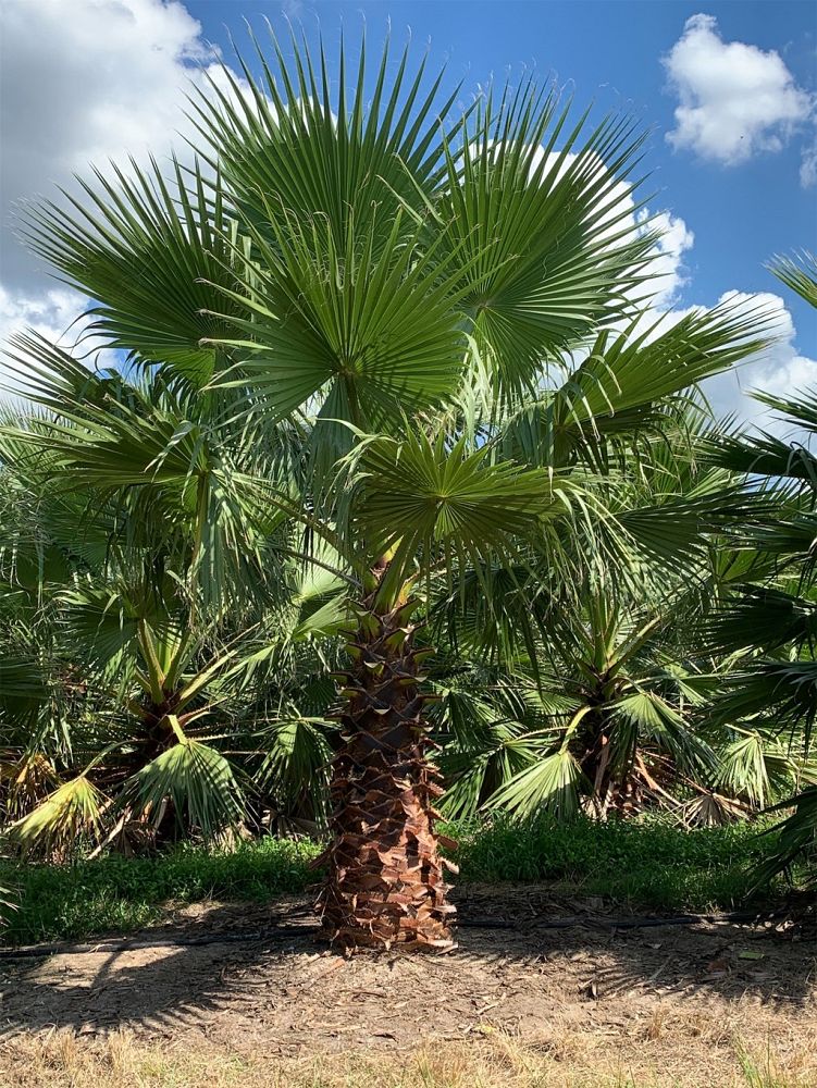 washingtonia-robusta-washington-palm-mexican-fan-palm