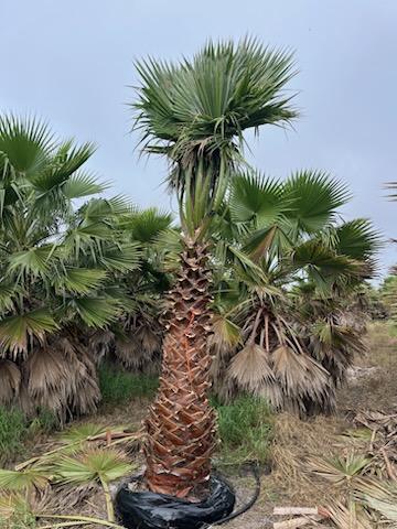 washingtonia-robusta-washington-palm-mexican-fan-palm
