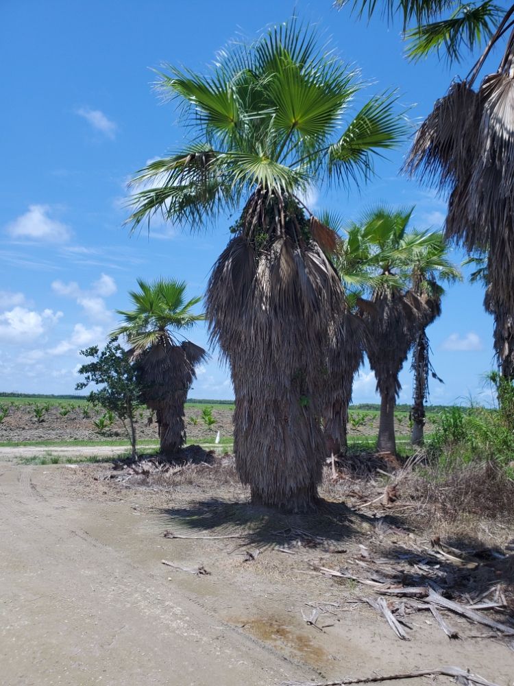 washingtonia-robusta-washington-palm-mexican-fan-palm