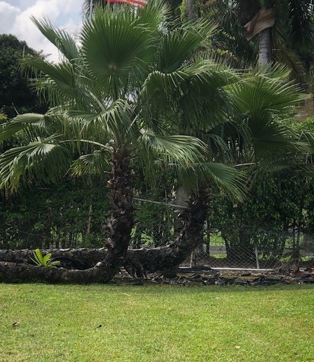 washingtonia-robusta-washington-palm-mexican-fan-palm