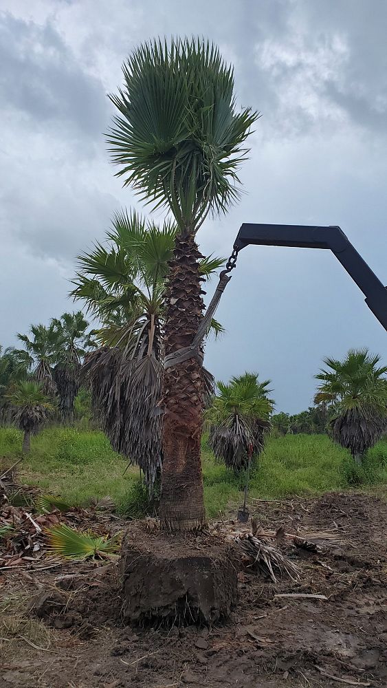 washingtonia-robusta-washington-palm-mexican-fan-palm