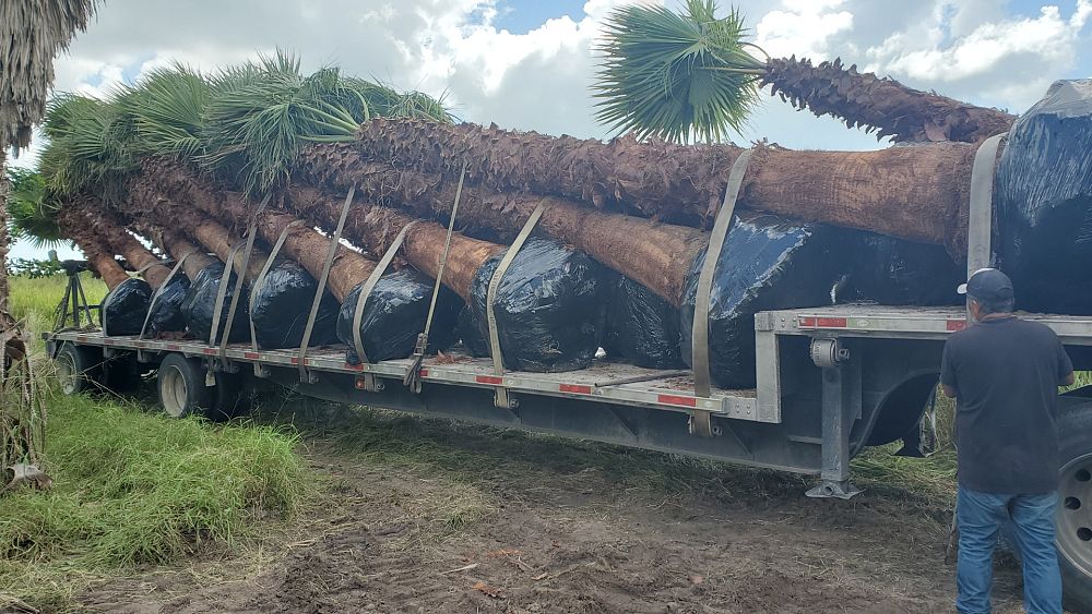 washingtonia-robusta-washington-palm-mexican-fan-palm