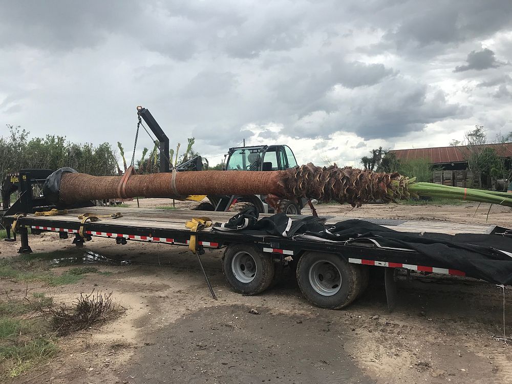 washingtonia-robusta-washington-palm-mexican-fan-palm