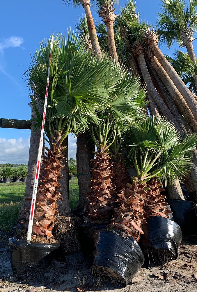 washingtonia-robusta-washington-palm-mexican-fan-palm