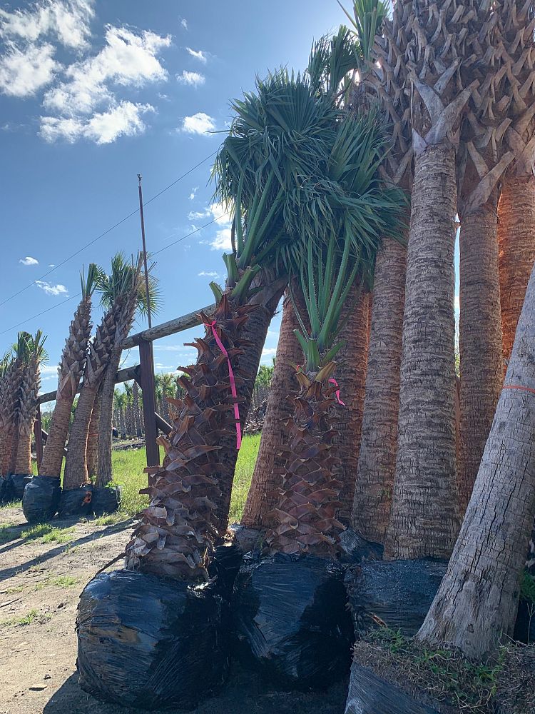 washingtonia-robusta-washington-palm-mexican-fan-palm