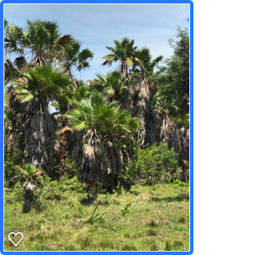 washingtonia-robusta-washington-palm-mexican-fan-palm