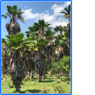 washingtonia-robusta-washington-palm-mexican-fan-palm