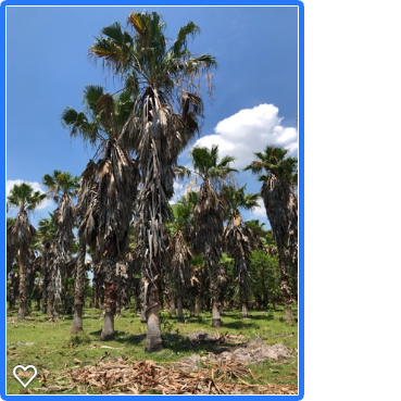 washingtonia-robusta-washington-palm-mexican-fan-palm